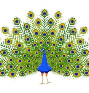 Cartoon peacock. Beautiful bird with ornamental feathers